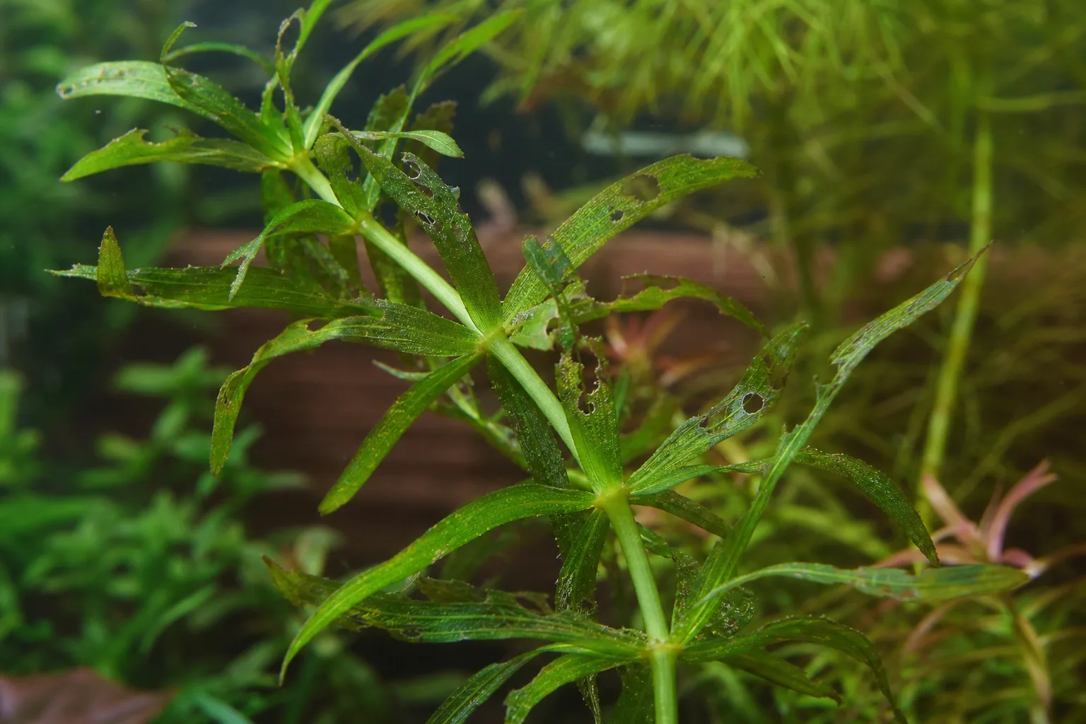 Holes in Leaves on Anacharis / Elodea - visible symptom on the plant