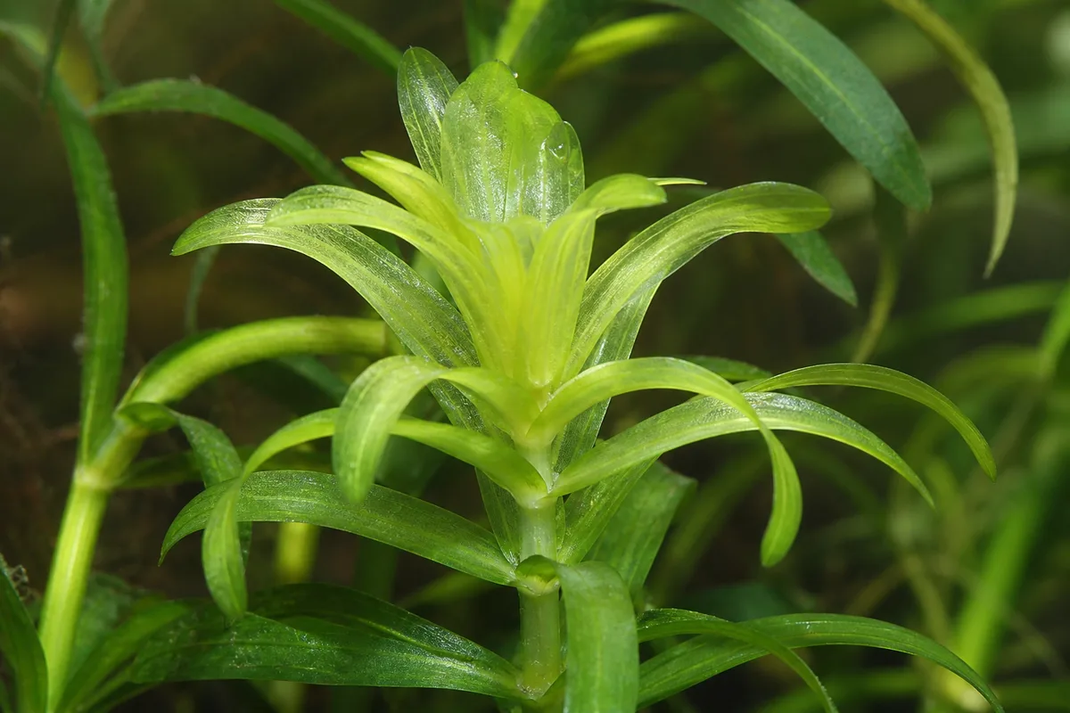 Close-up of Iron Deficiency on Anacharis / Elodea - diagnostic detail