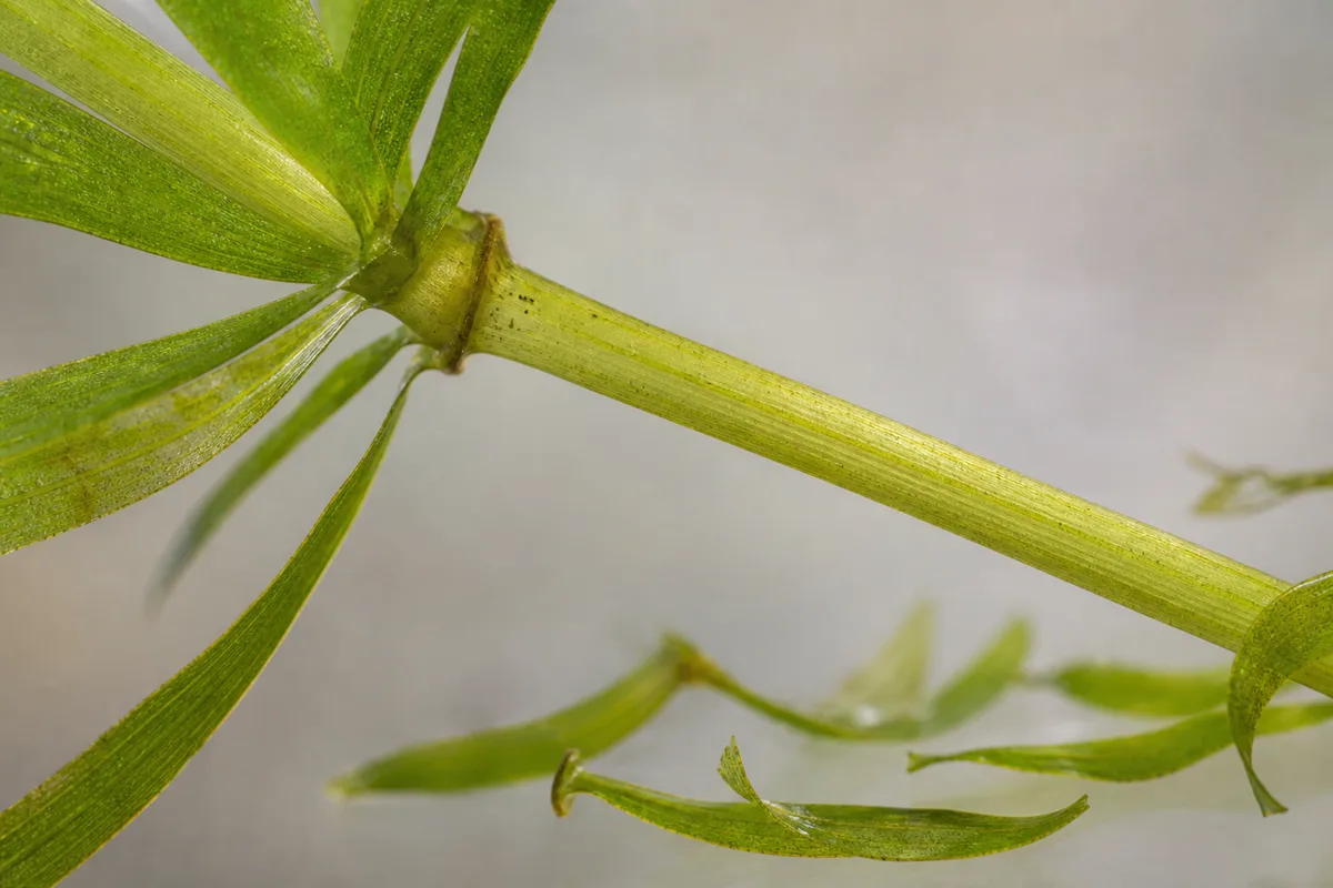 Close-up of Leaf Drop on Anacharis / Elodea - diagnostic detail