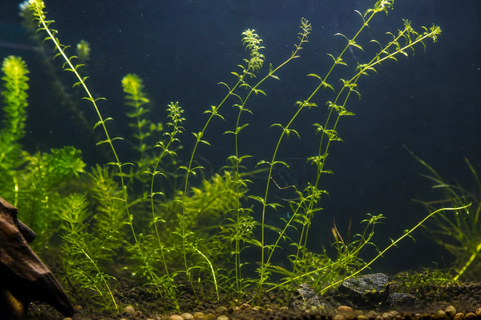 Leggy Growth on Anacharis / Elodea - visible symptom on the plant