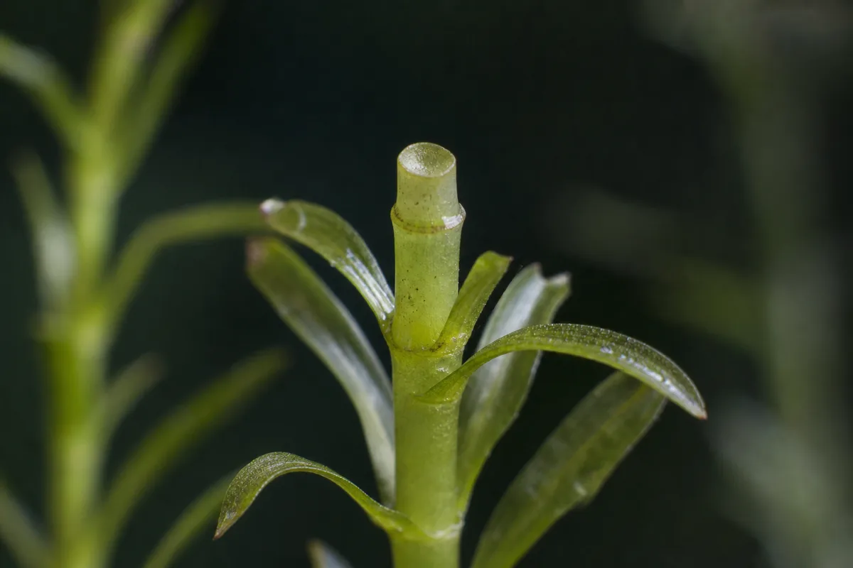 Close-up of No New Growth on Anacharis / Elodea - diagnostic detail
