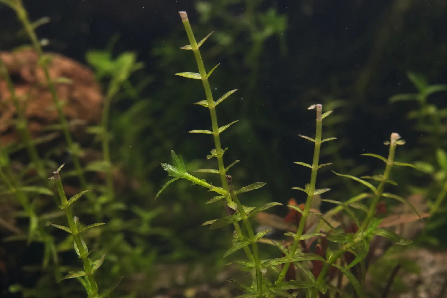 No New Growth on Anacharis / Elodea - visible symptom on the plant