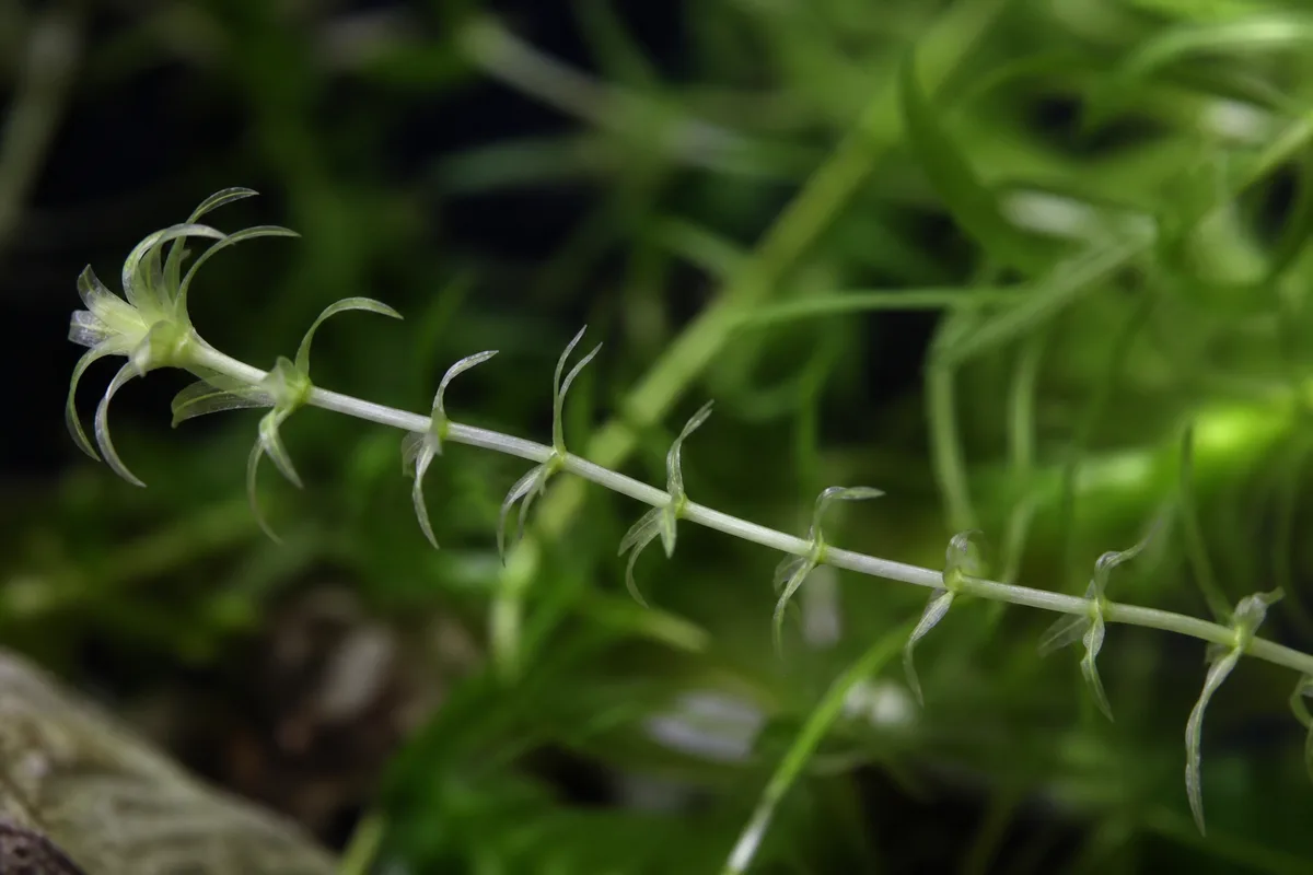 Close-up of Not Enough Light on Anacharis / Elodea - diagnostic detail