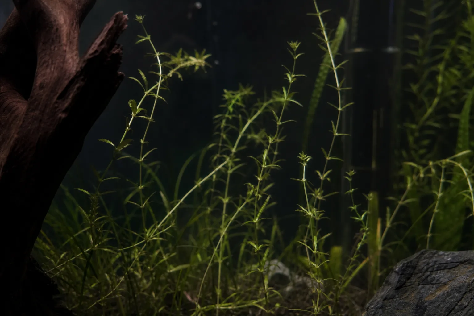 Not Enough Light on Anacharis / Elodea - visible symptom on the plant