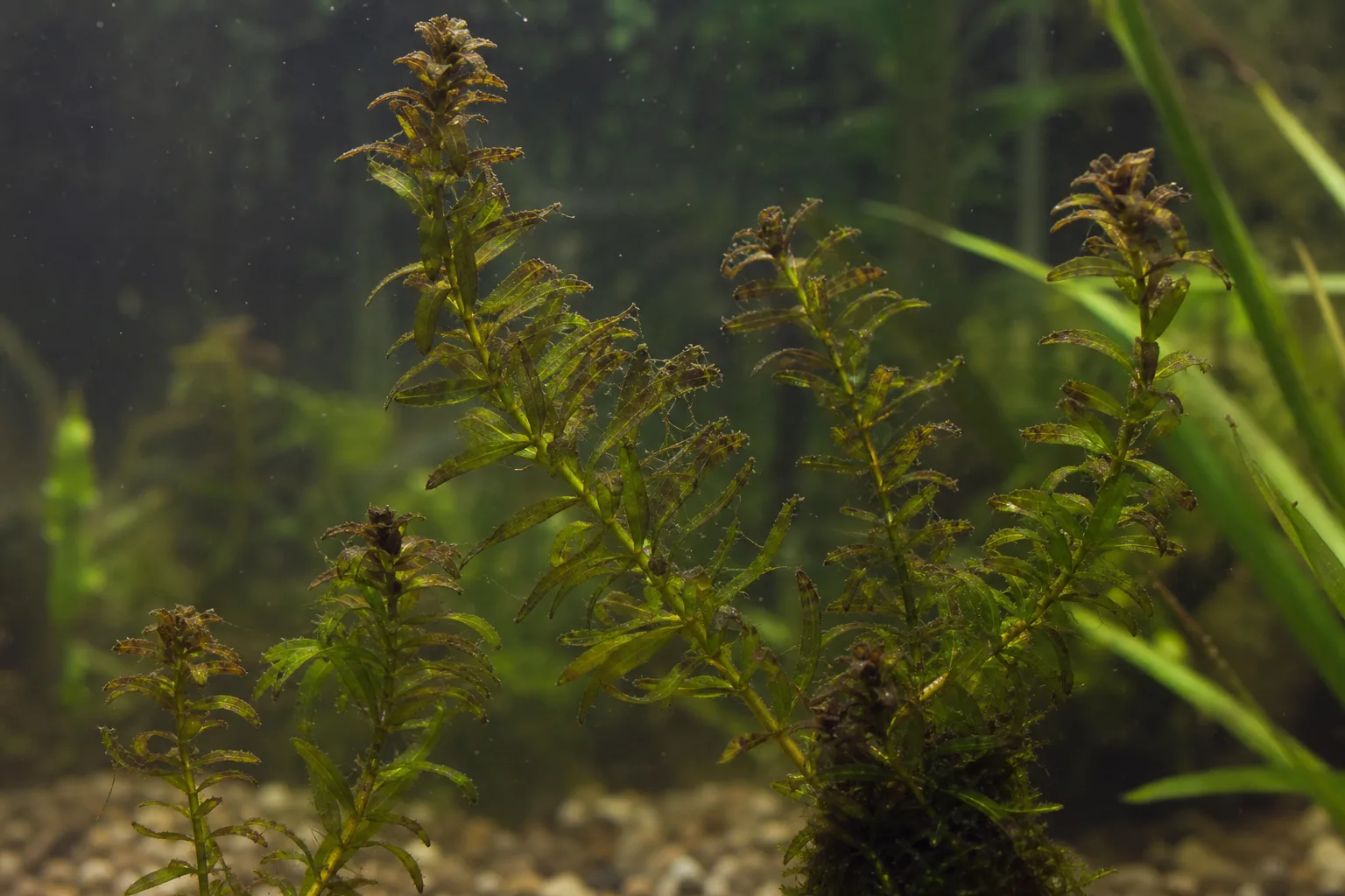Overfertilization on Anacharis / Elodea - visible symptom on the plant