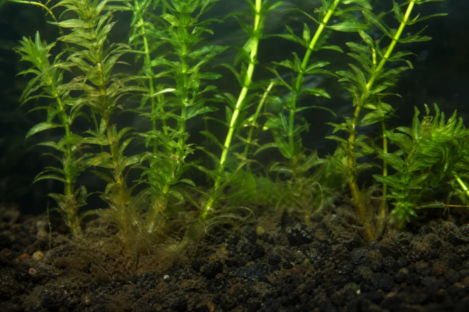 Overwatering on Anacharis / Elodea - visible symptom on the plant