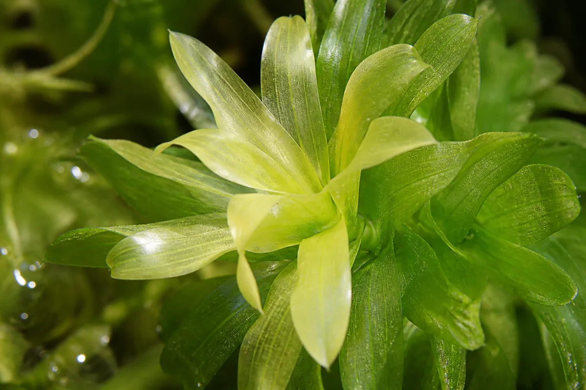 Close-up of Pale Leaves on Anacharis / Elodea - diagnostic detail