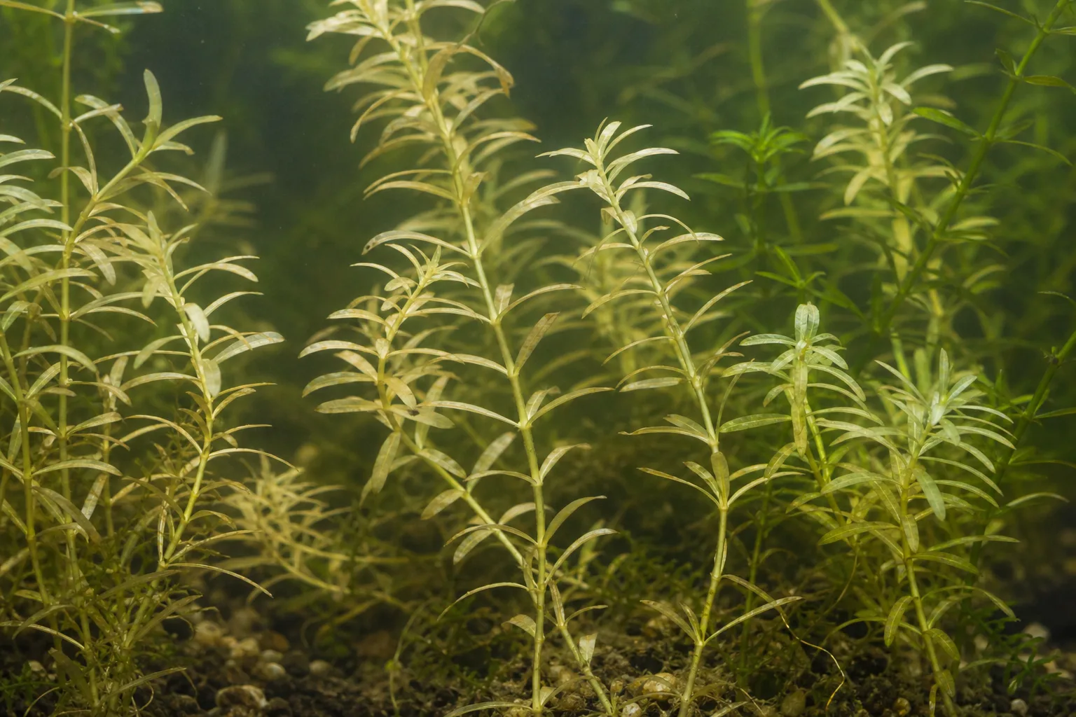 Pale Leaves on Anacharis / Elodea - visible symptom on the plant