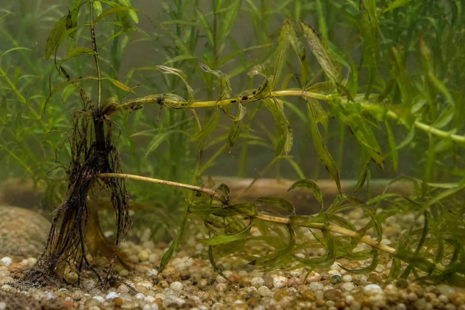 Root Rot on Anacharis / Elodea - visible symptom on the plant
