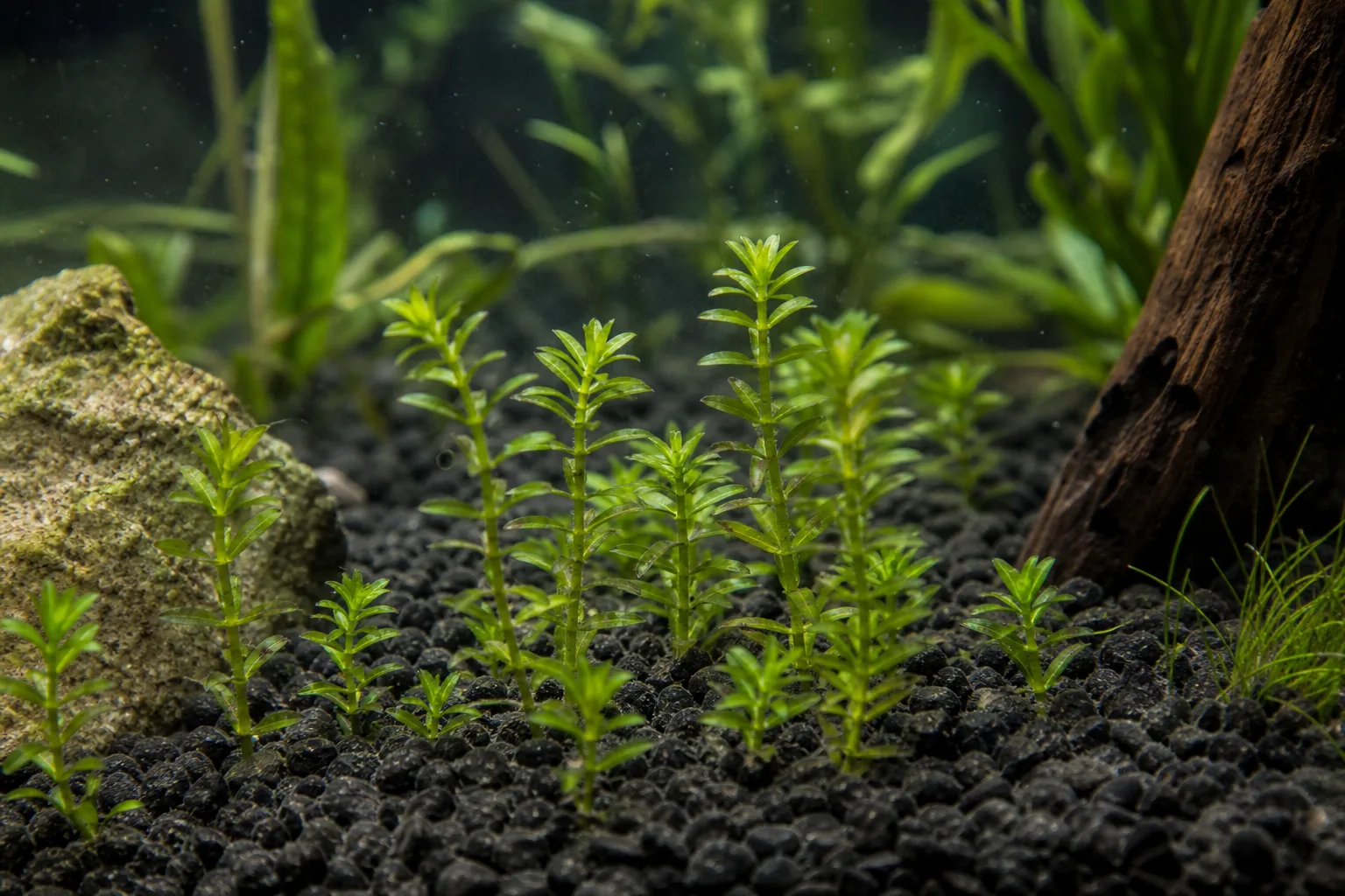 Slow Growth on Anacharis / Elodea - visible symptom on the plant