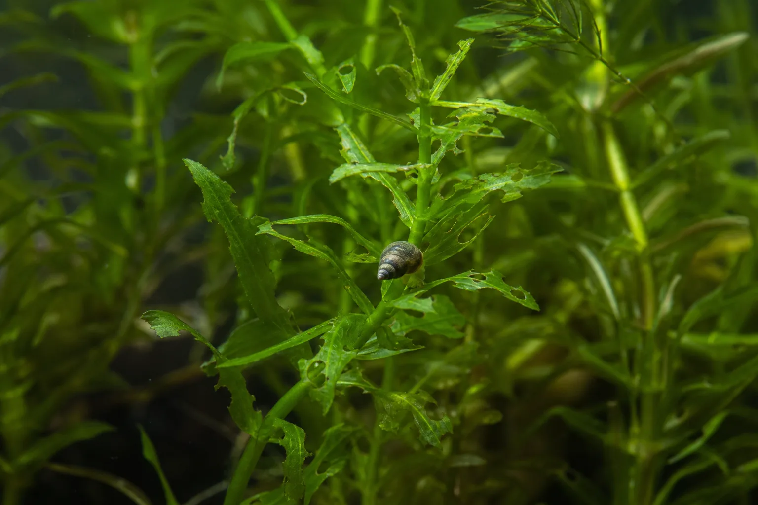 Slugs and Snails on Anacharis / Elodea - visible symptom on the plant