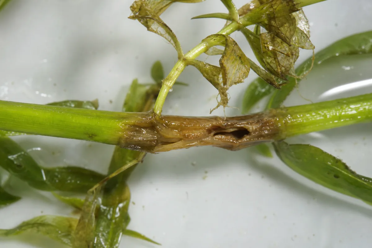 Close-up of Stem Rot on Anacharis / Elodea - diagnostic detail