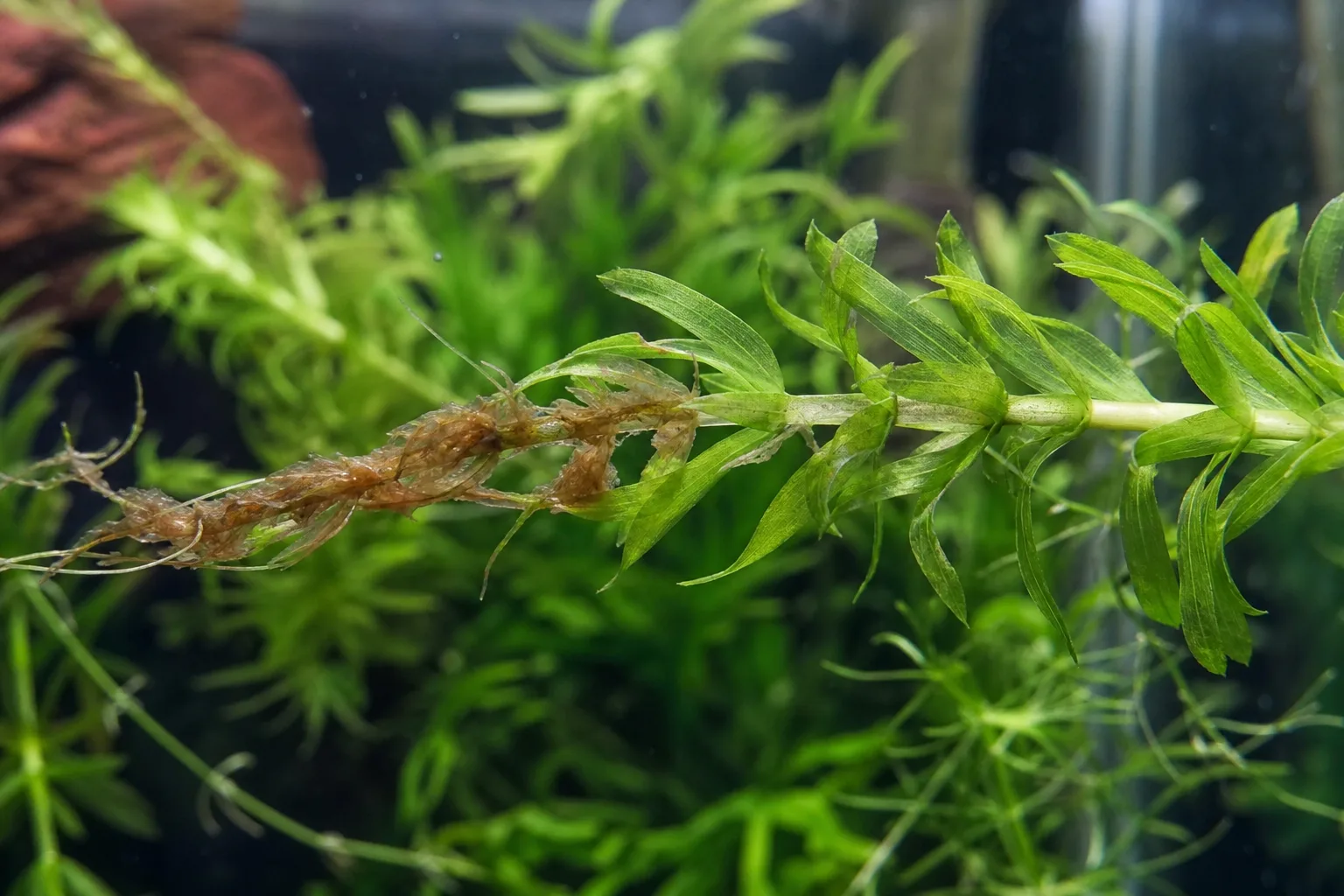 Stem Rot on Anacharis / Elodea - visible symptom on the plant