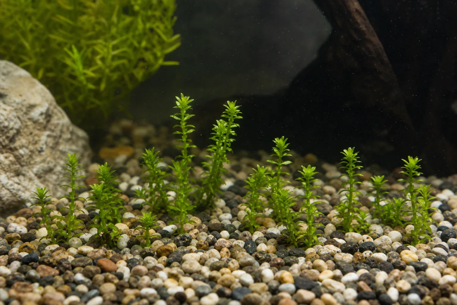 Stunted Growth on Anacharis / Elodea - visible symptom on the plant