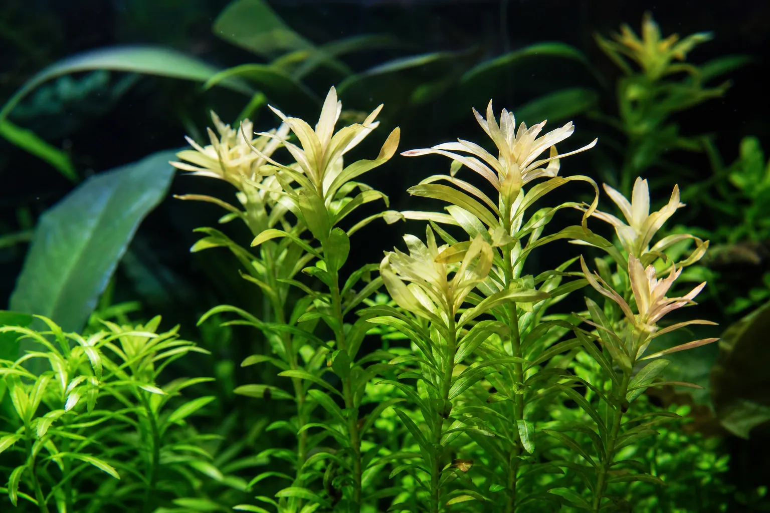 Sunburn / Scorched Leaves on Anacharis / Elodea - visible symptom on the plant