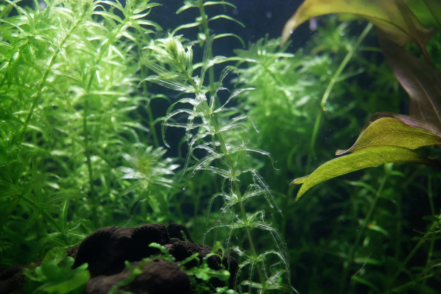 Transparent Leaves on Anacharis / Elodea - visible symptom on the plant