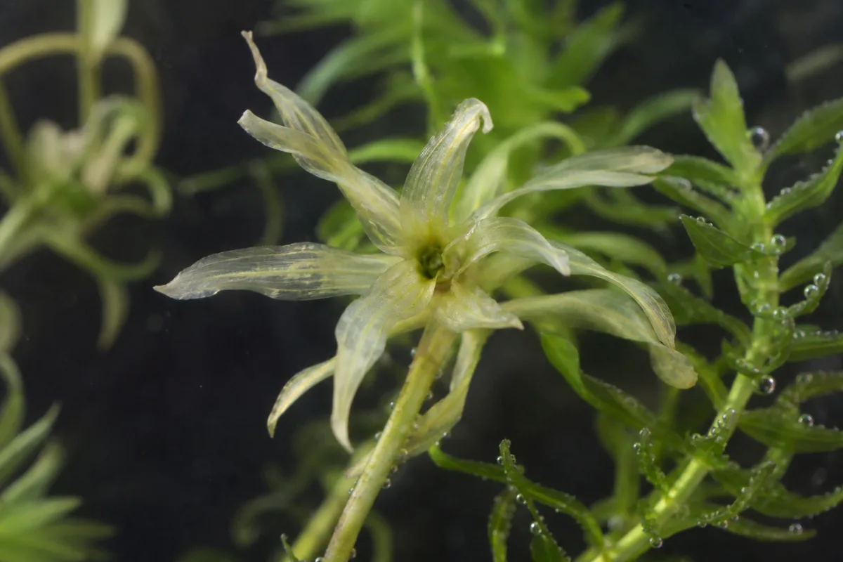 Close-up of Transplant Shock on Anacharis / Elodea - diagnostic detail