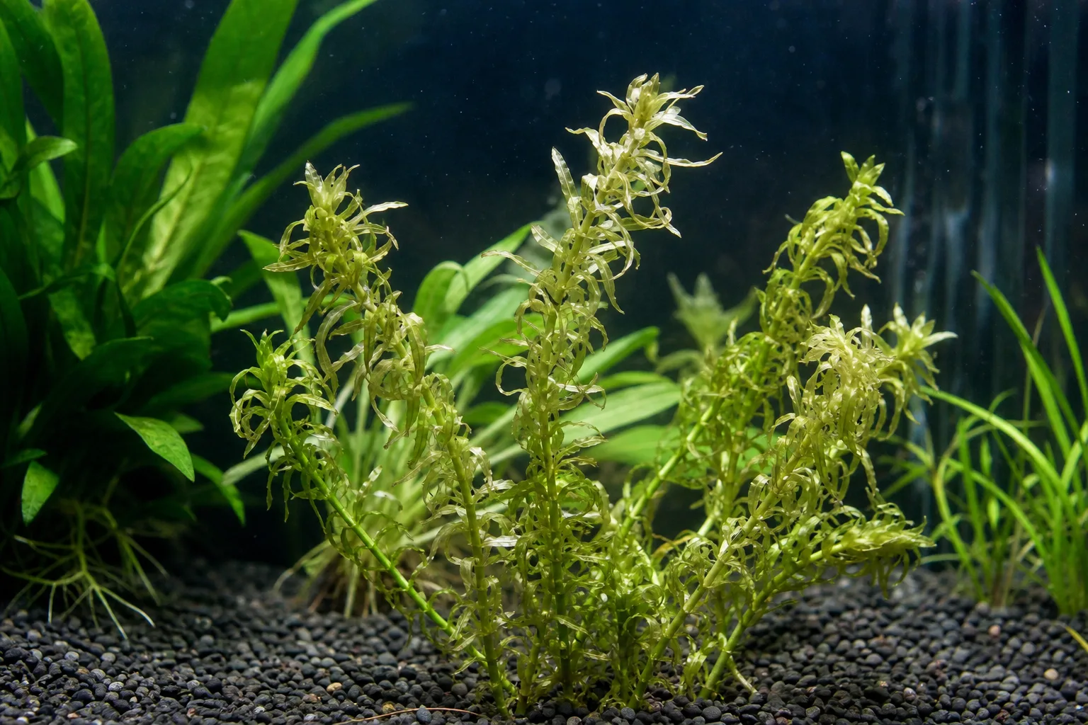 Transplant Shock on Anacharis / Elodea - visible symptom on the plant