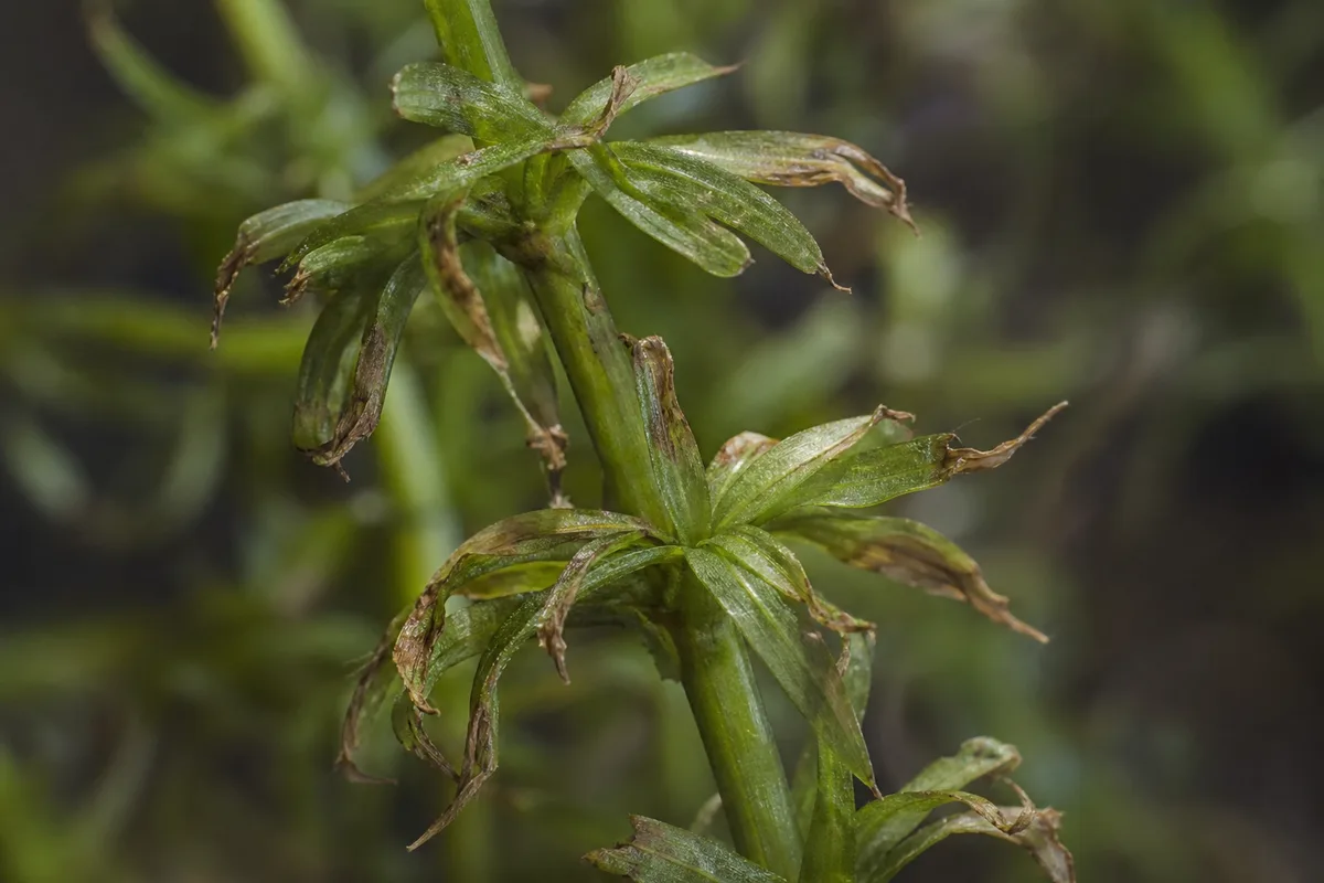 Close-up of Underwatering on Anacharis / Elodea - diagnostic detail