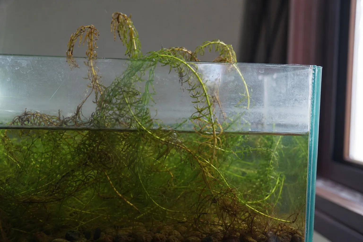 Underwatering on Anacharis / Elodea - visible symptom on the plant