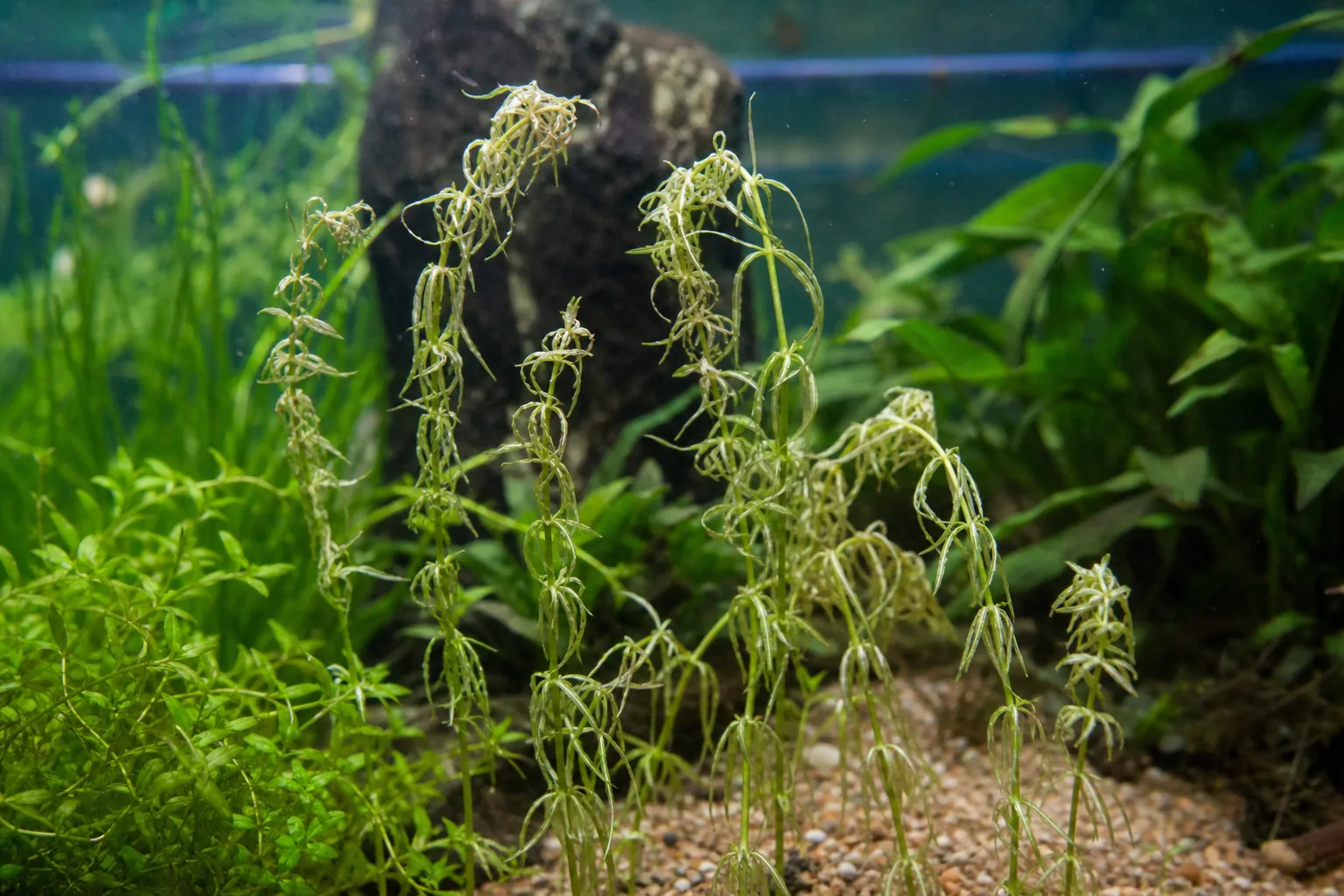 Water Stress on Anacharis / Elodea - visible symptom on the plant