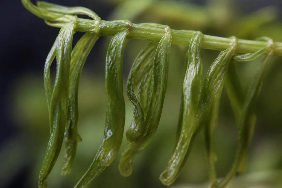 Close-up of Wilting on Anacharis / Elodea - diagnostic detail