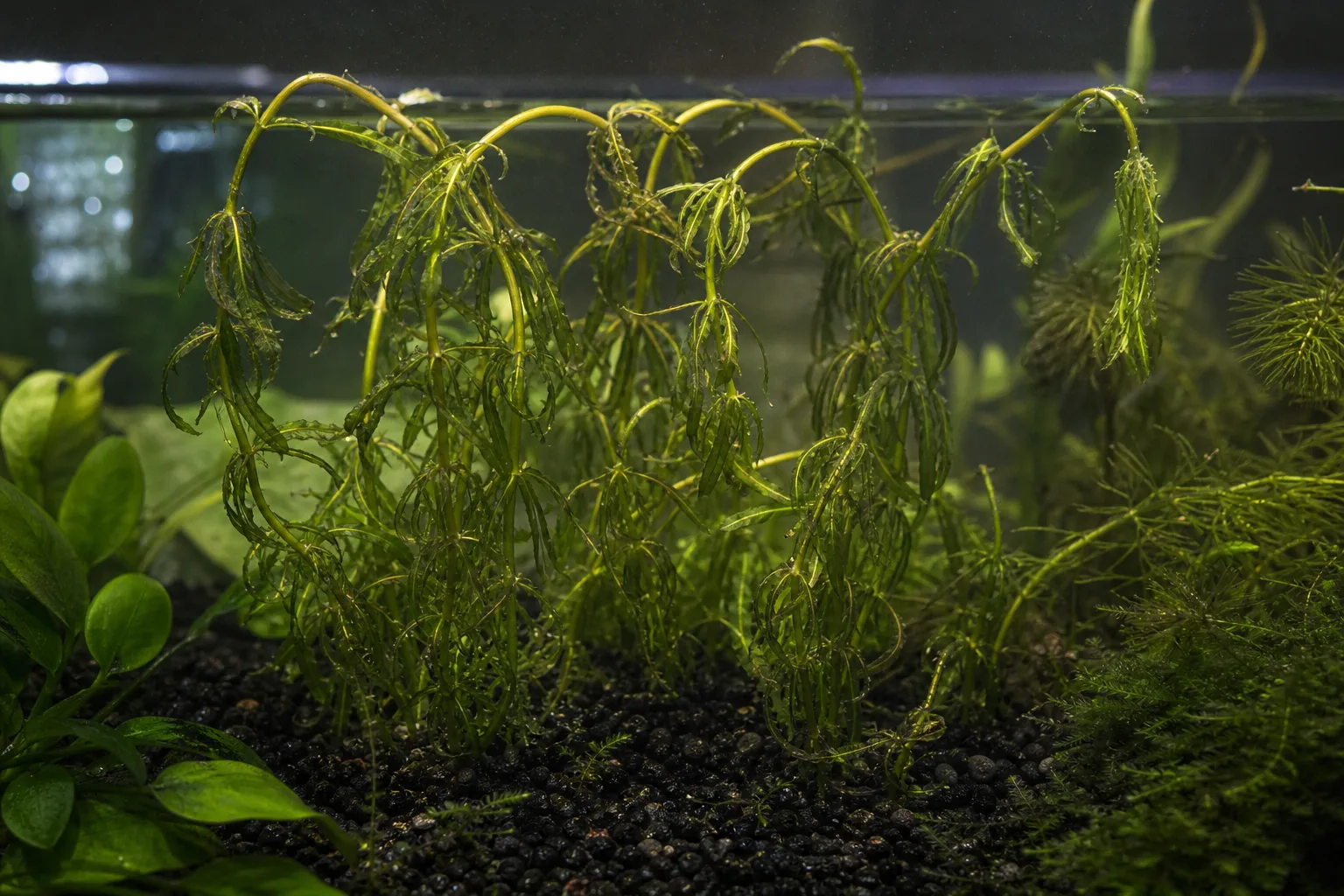 Wilting on Anacharis / Elodea - visible symptom on the plant