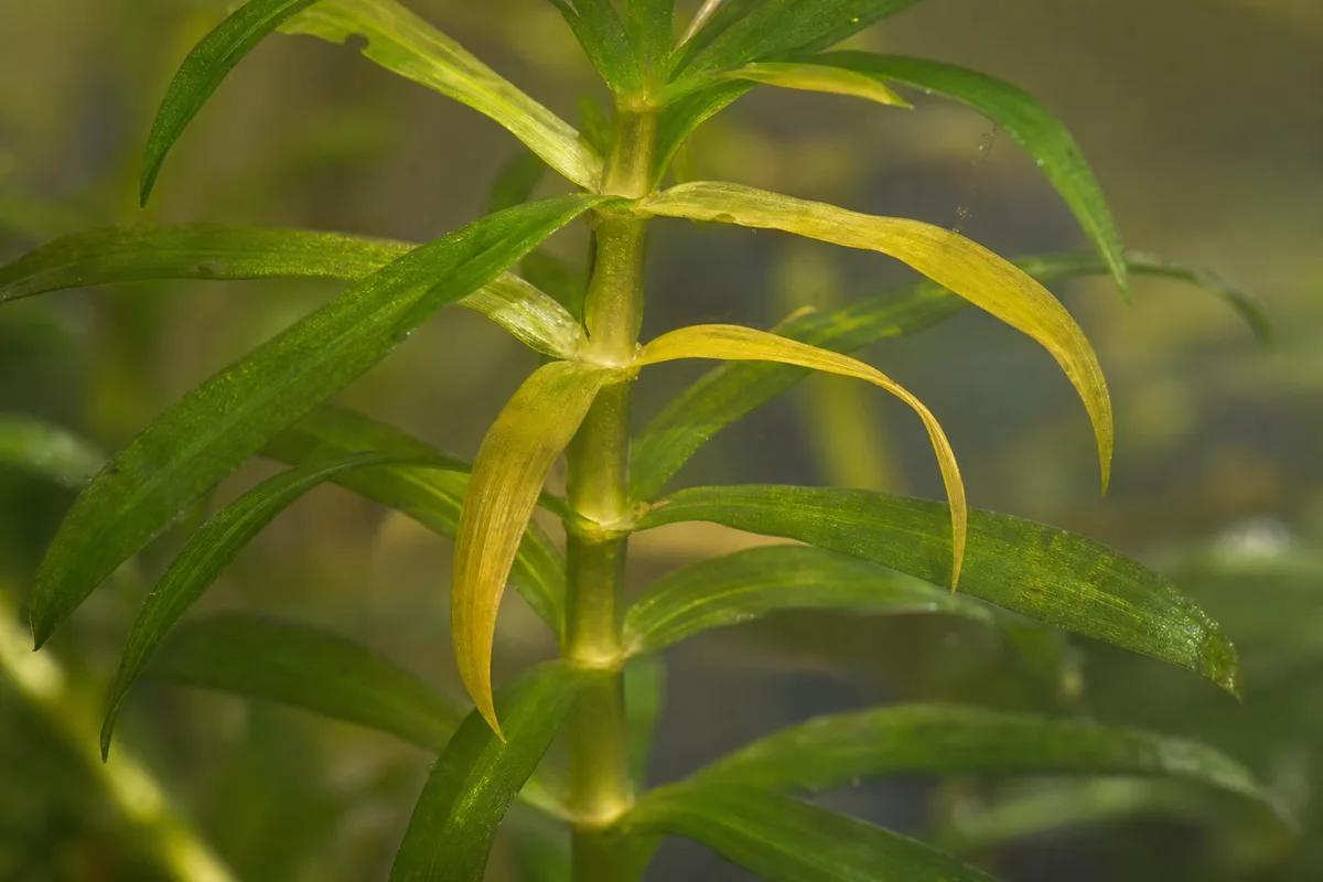 Close-up of Yellow Leaves on Anacharis / Elodea - diagnostic detail