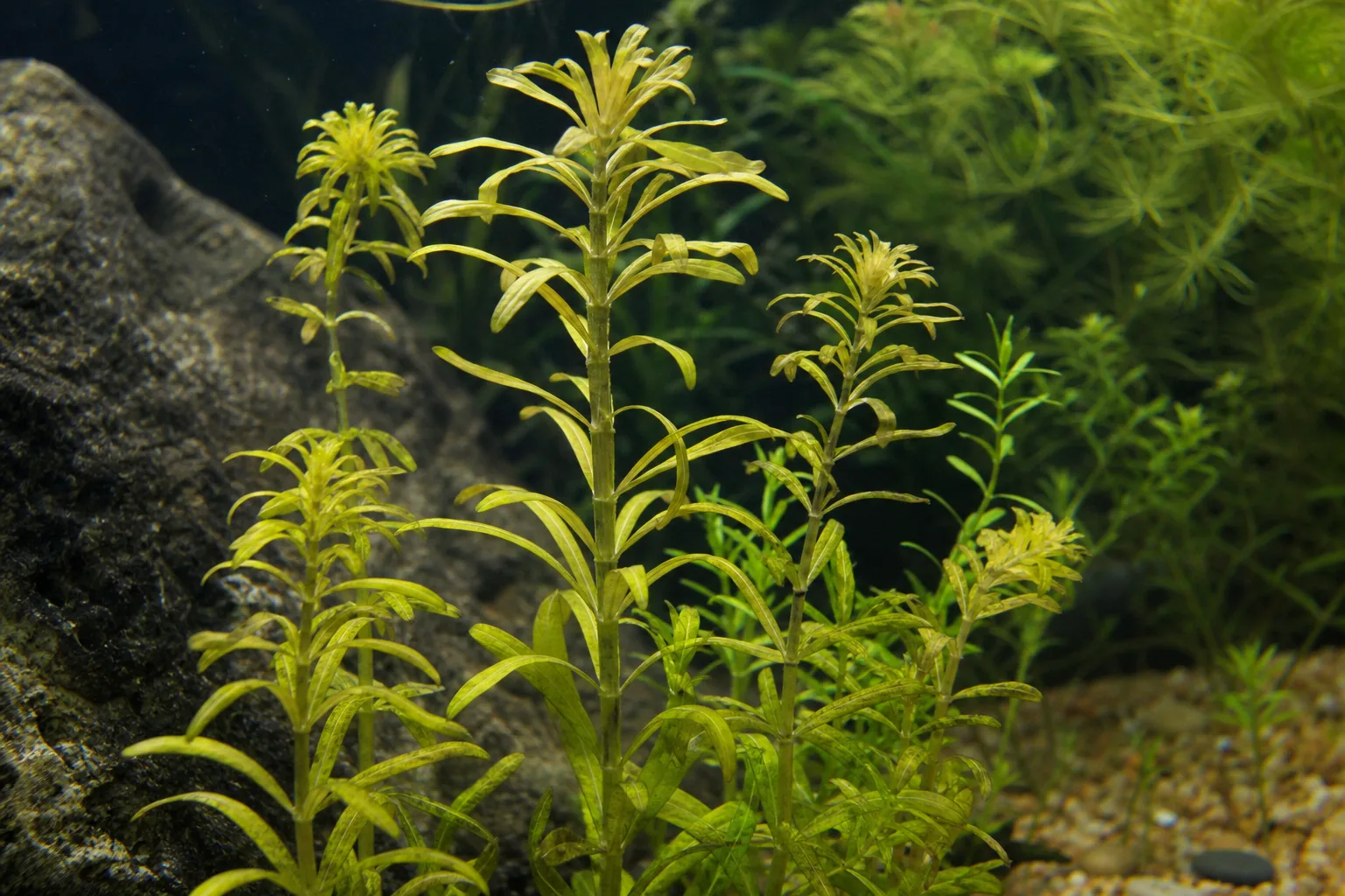 Yellow Leaves on Anacharis / Elodea - visible symptom on the plant