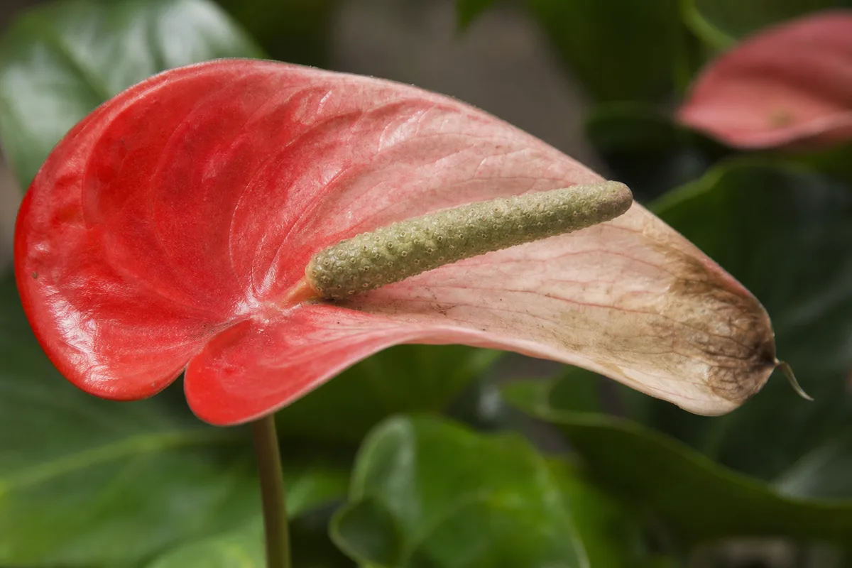Close-up of Faded Flowers on Anthurium - diagnostic detail