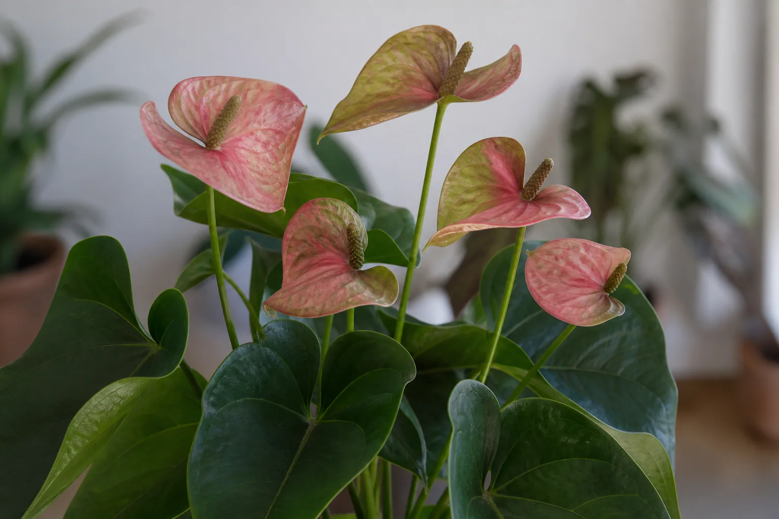 Faded Flowers on Anthurium - visible symptom on the plant