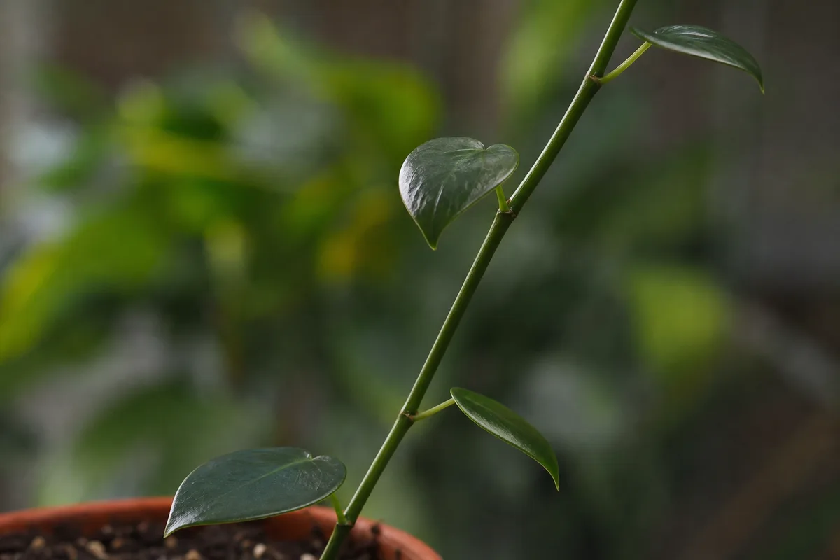 Close-up of Leggy Growth on Anthurium - diagnostic detail