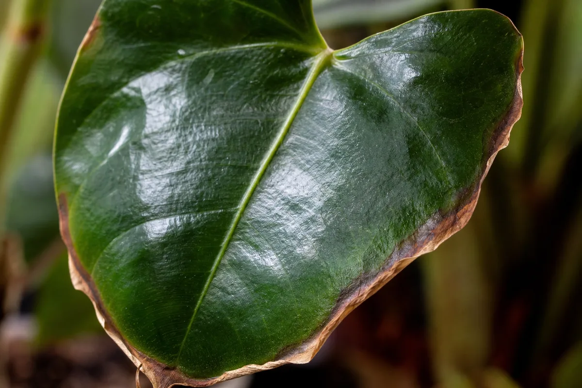 Close-up of Low Humidity on Anthurium - diagnostic detail