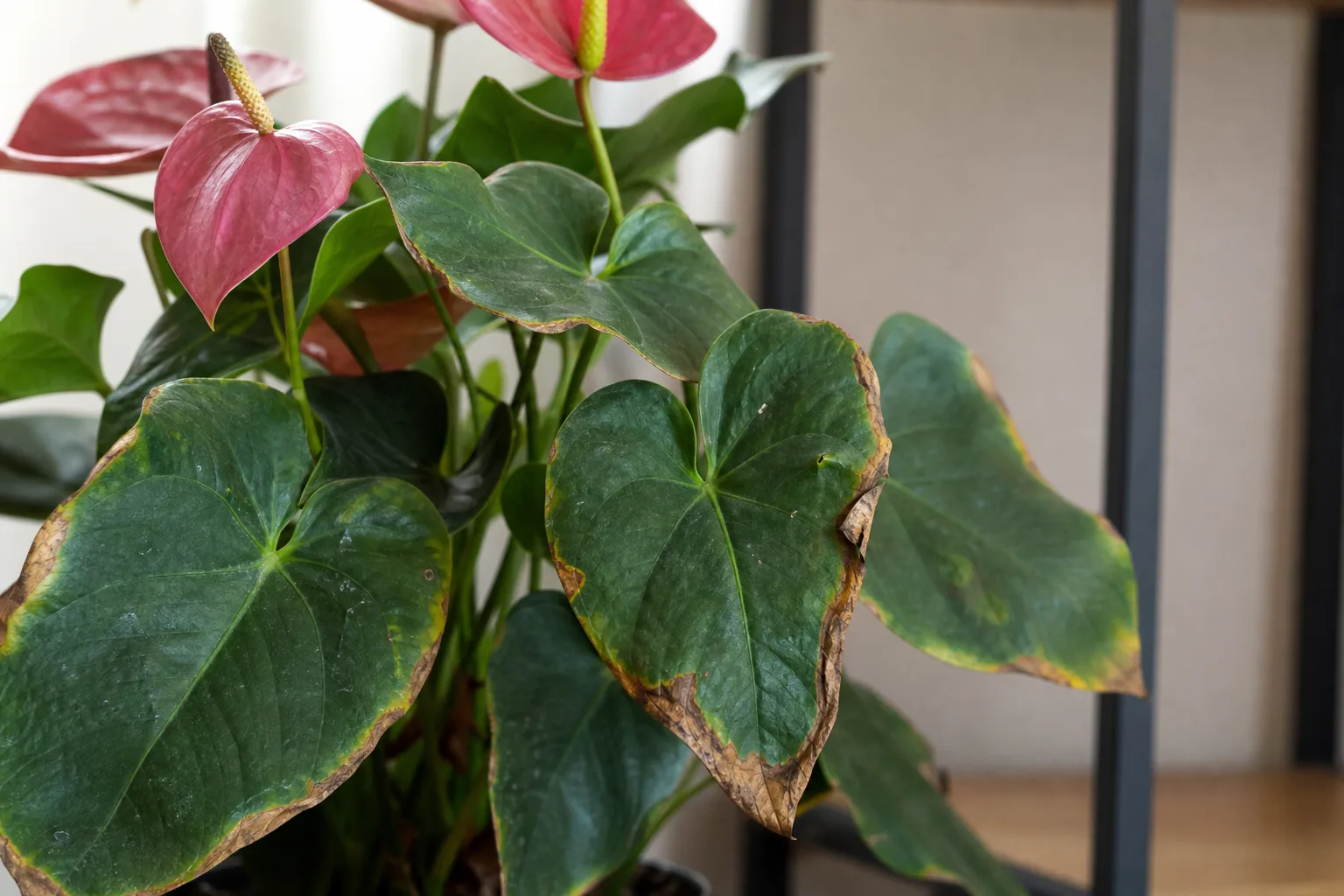 Low Humidity on Anthurium - visible symptom on the plant