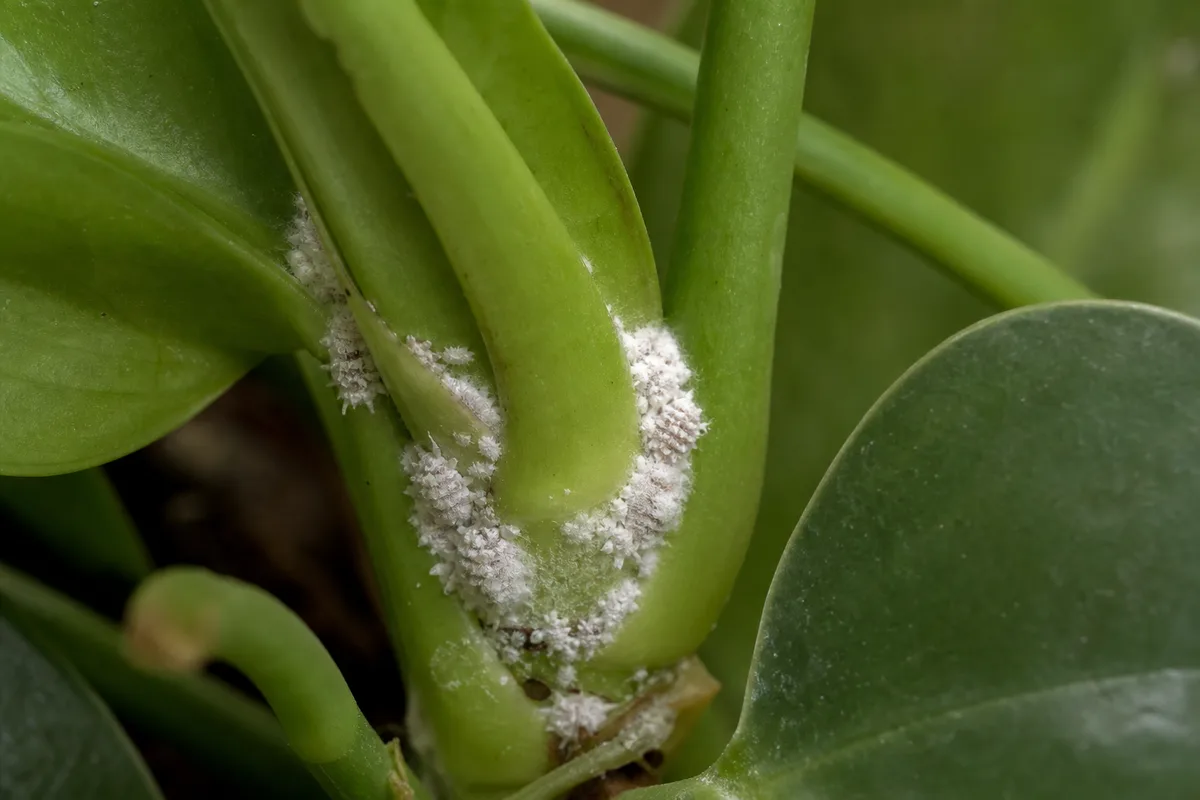 Close-up of Mealybugs on Anthurium - diagnostic detail