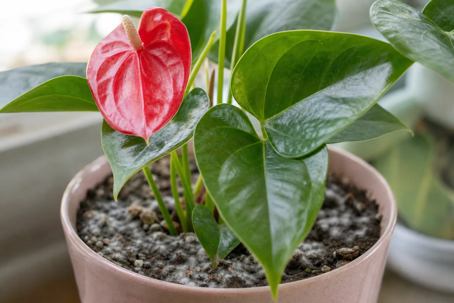 Mold on Soil on Anthurium - visible symptom on the plant