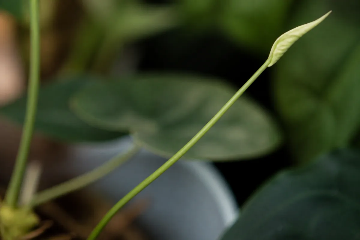 Close-up of Not Enough Light on Anthurium - diagnostic detail