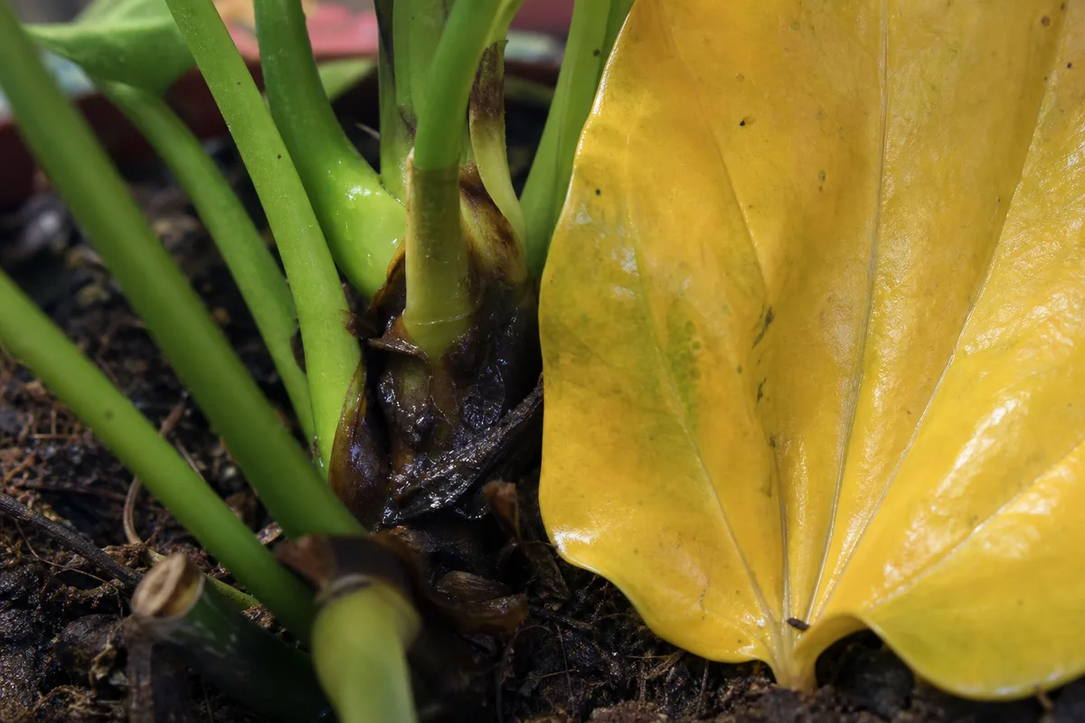 Close-up of Overwatering on Anthurium - diagnostic detail