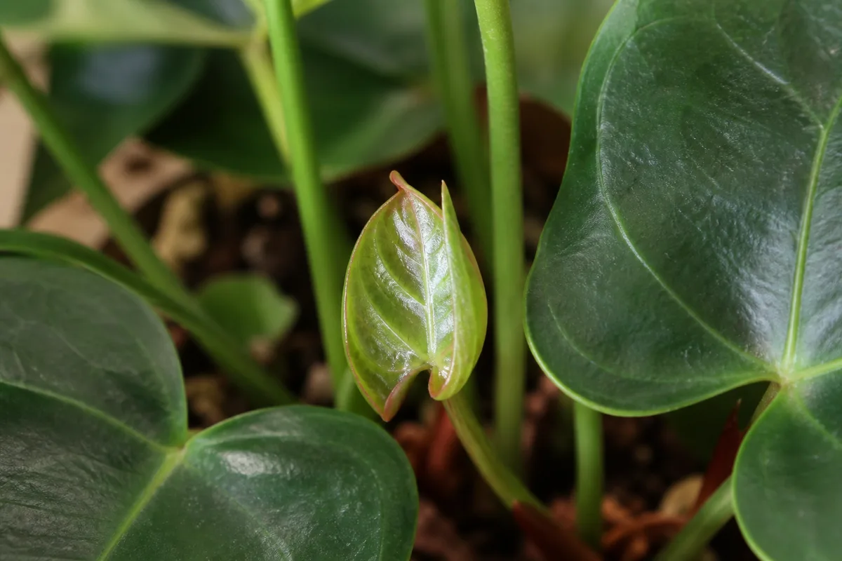 Close-up of Slow Growth on Anthurium - diagnostic detail