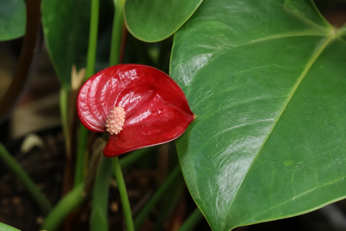 Close-up of Small Flowers on Anthurium - diagnostic detail