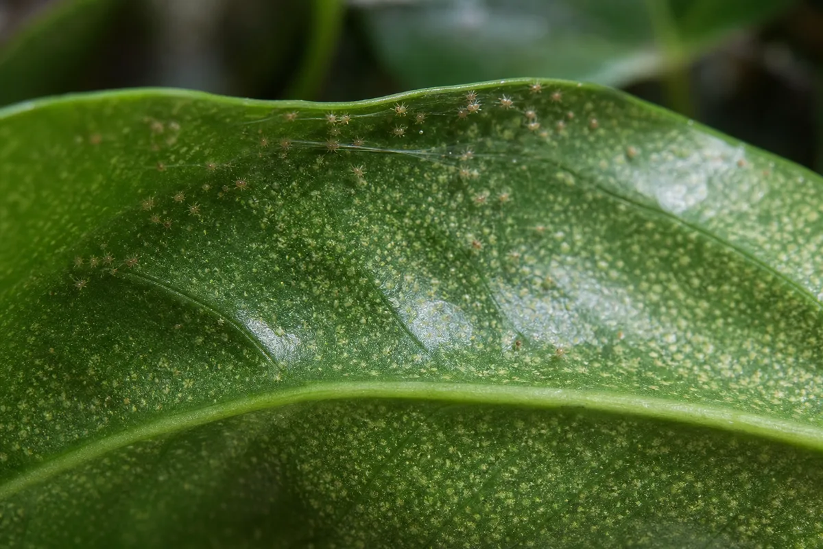 Close-up of Spider Mites on Anthurium - diagnostic detail