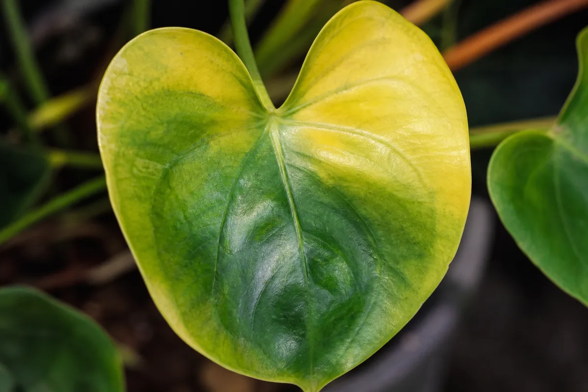 Close-up of Yellow Leaves on Anthurium - diagnostic detail