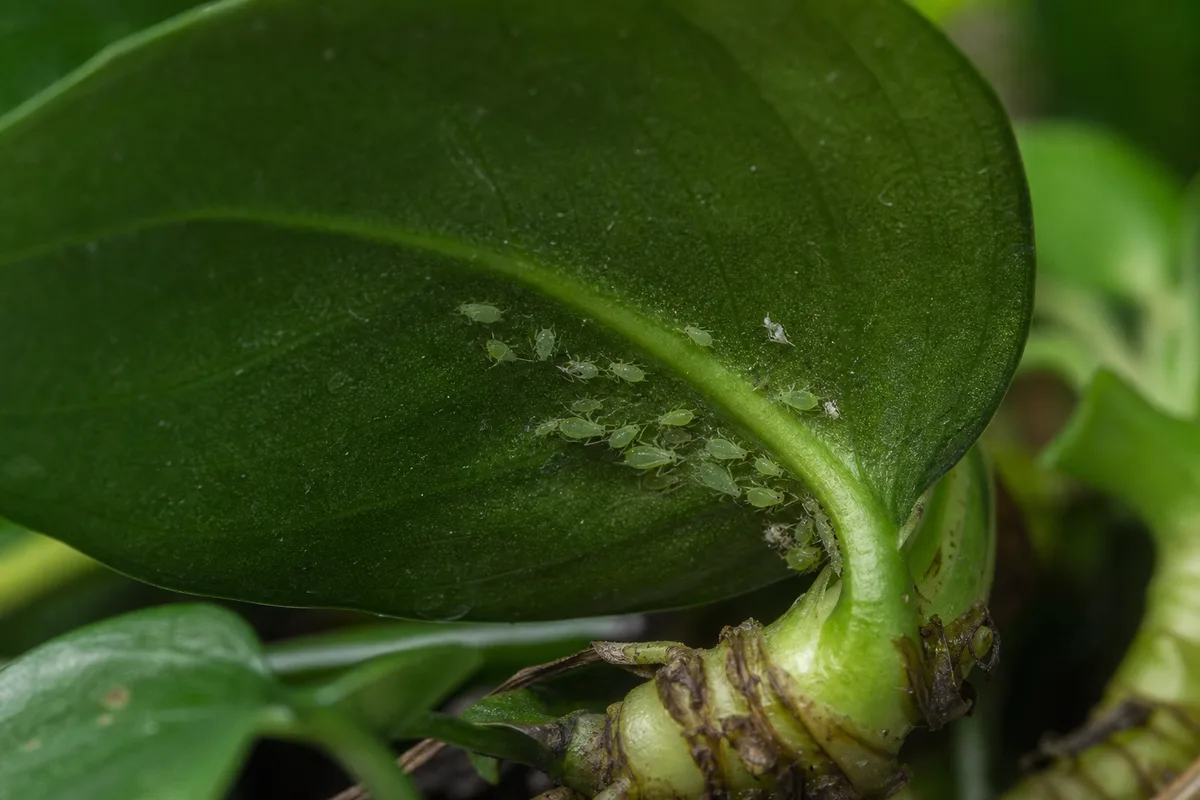 Close-up of Aphids on Anubias - diagnostic detail
