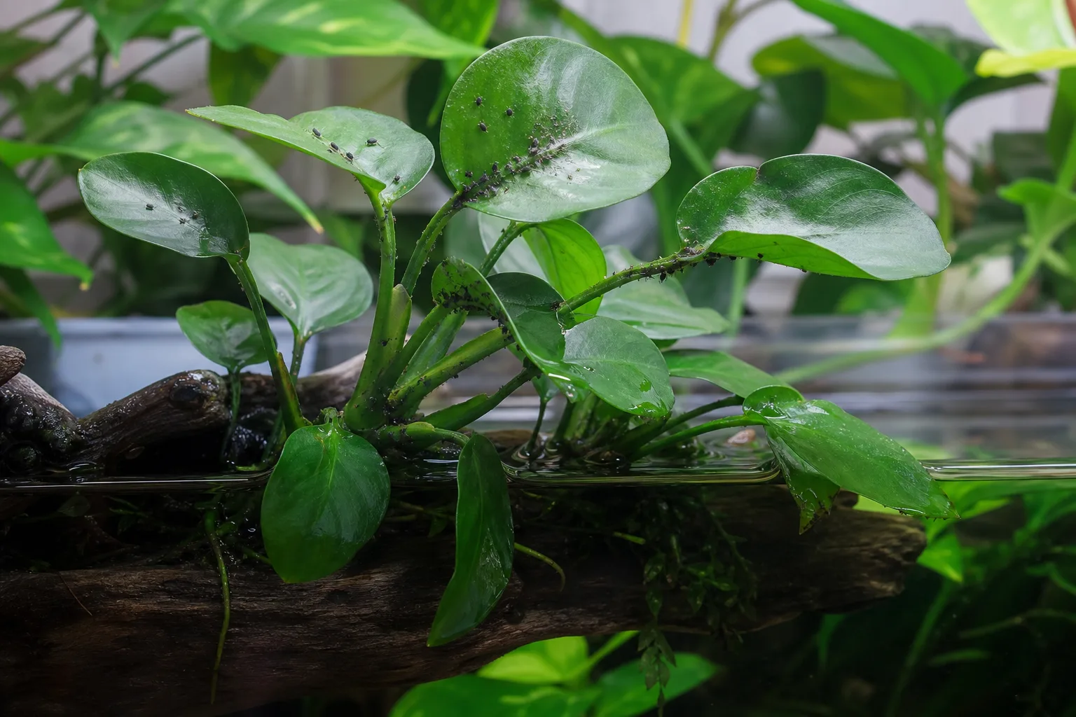 Aphids on Anubias - visible symptom on the plant