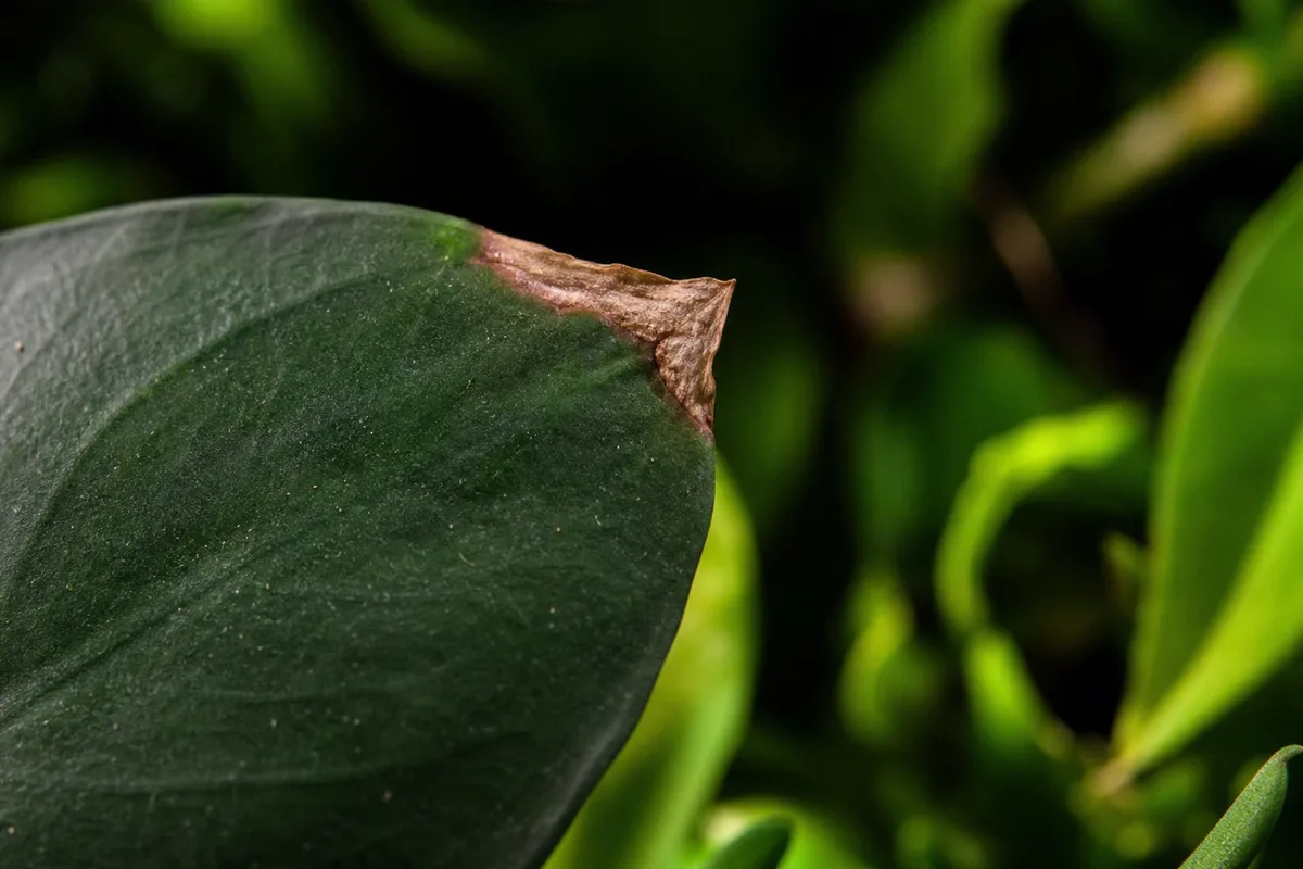 Close-up of Brown Tips on Anubias - diagnostic detail
