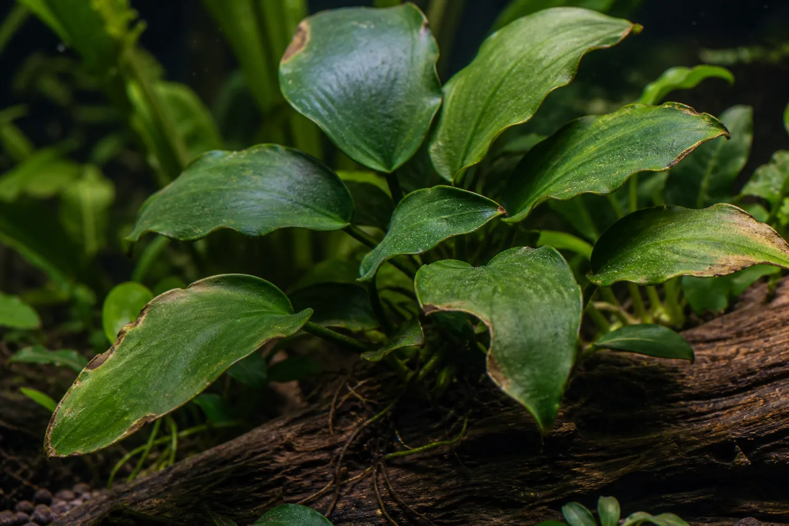 Brown Tips on Anubias - visible symptom on the plant