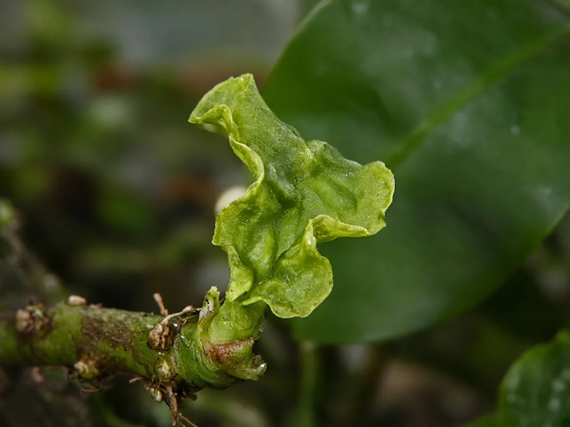 Close-up of distorted leaves on Anubias - crinkled twisted new leaf at rhizome tip