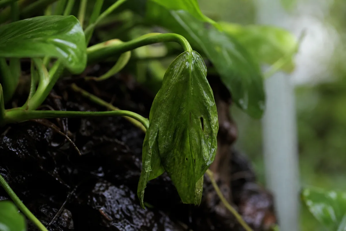 Close-up of Drooping Leaves on Anubias - diagnostic detail