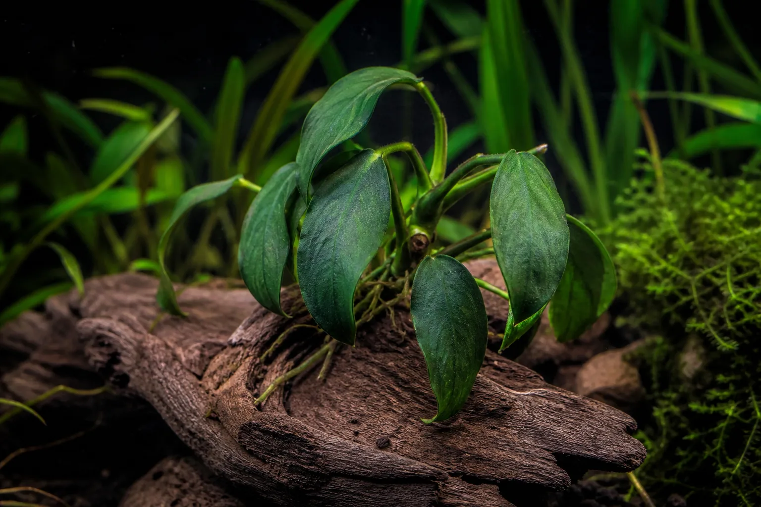 Drooping Leaves on Anubias - visible symptom on the plant