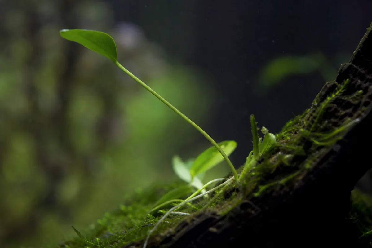 Close-up of Leggy Growth on Anubias - diagnostic detail